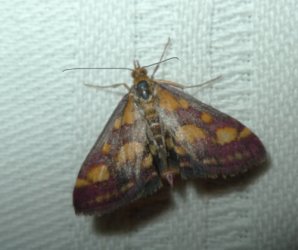 Pyrausta purpuralis Champion & Terrisse Romegoux 17 24082016 {JPEG}