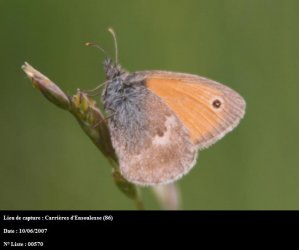 Coenonympha pamphilus Holtof Eric Carrières dEnsoulesse 86 10062007 {JPEG}