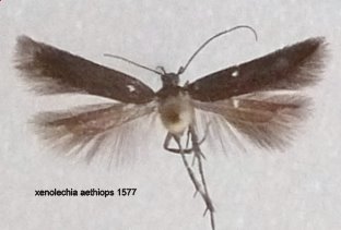 Xenolechia aethiops Lemoine Christian Curçay sur dive 86 08062007 {JPEG}