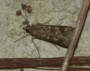 Nomophila noctuella West Hazel Saint-Trojan-les-Bains 17 17082015 {JPEG}
