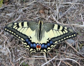 Papilio machaon Brunet Claudie Voulgezac 16 17072010 {JPEG}