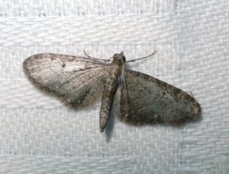 Eupithecia sp (virgaureata ou tripunctaria) Champion & Terrisse Romegoux 17 24082016 {JPEG}