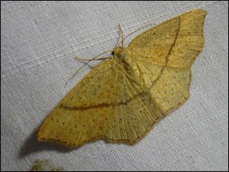 Cyclophora linearia Francoz Philippe Chindrieux 73 20052009 {JPEG}