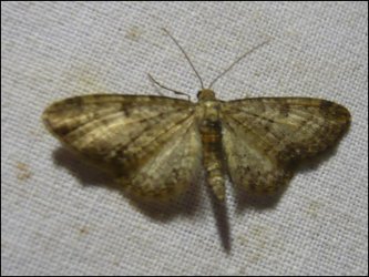 Eupithecia subumbrata Francoz Philippe Jarsy 73 22052009 {JPEG}