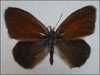 Coenonympha glycerion Francoz Philippe Le Perier 38 02072007 {JPEG}