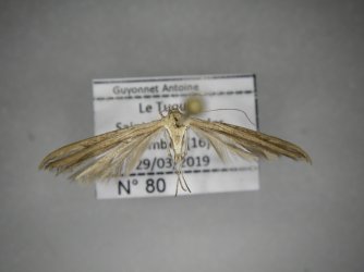 Emmelina monodactyla AC-13359 Marsteau Christine Saint-Laurent des Combes 16 29032019 {JPEG}