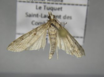 Eudonia angustea 1-1 Marsteau Christine Saint-Laurent des Combes 16 26062018 {JPEG}
