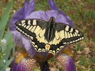 Papilio machaon Blanc Josselyne Savas 07 01052007 {JPEG}