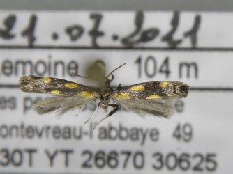 Euspilapteryx auroguttella Lemoine Christian Fontevreau 49 22062014 {JPEG}