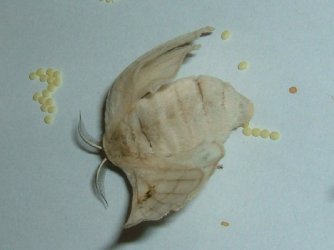 Bombyx mori (Linnaeus, 1758) {JPEG}