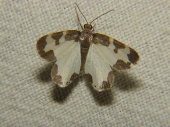 Lomaspilis marginata Rencontres Papillons de Poitou-Charentes Brenne 36 29082010 {JPEG}
