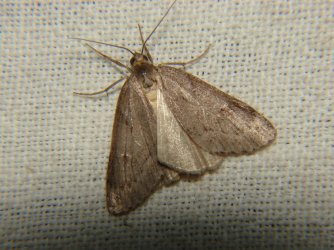 Pachycnemia hippocastanaria Rencontres Papillons de Poitou-Charentes Brenne 36 28082010 {JPEG}