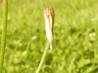 Chrysoteuchia culmella Barbaud Pierre Crozant (23) 15072016 {JPEG}