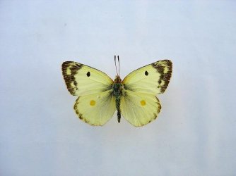 Colias hyale Loth Francis Romegoux 17 19092010 {JPEG}