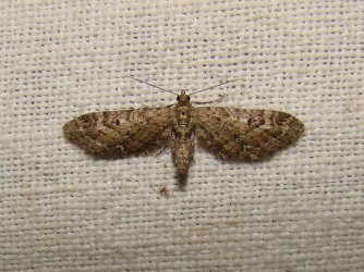 Eupithecia scopariata Seys Brigitte Carvin 62 28082010 {JPEG}