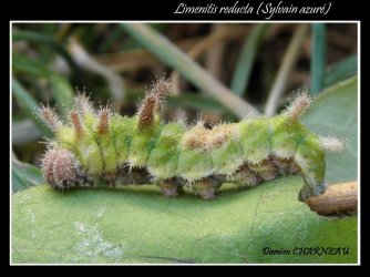 Limenitis reducta Charneau Mathieu Aussac-Vadalle 16 sur Chèvrefeuille 06062013 {JPEG}