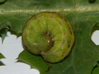 Aporophyla nigra Porteneuve Jean-Jacques Lunel-Viel 34 01042014 {JPEG}