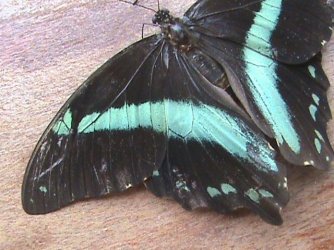 Papilio bromius bromius Constanza Michelle Yokadouma Cameroun 11042011 {JPEG}