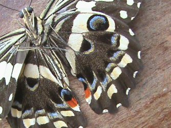 Papilio demodocus Constanza Michelle Yokadouma Cameroun 08042011 {JPEG}