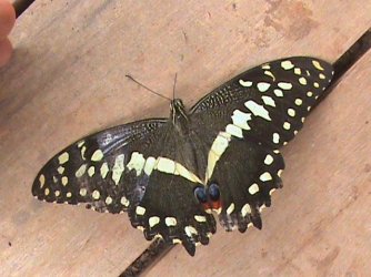 Papilio demodocus Constanza Michelle Yokadouma Cameroun 25032011 {JPEG}