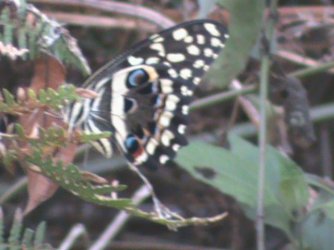 Papilio demodocus Esper 1798 Constanza Michelle Yokadouma Cameroun 01042010 {JPEG}