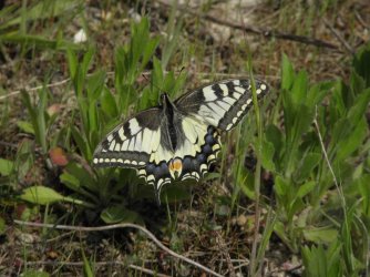 Papilio machaon Charneau Damien Mornac 16 08052014 {JPEG}