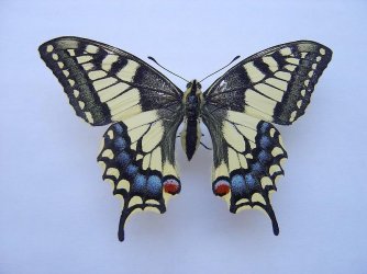 Papilio machaon Loth Francis Geay 17 15082010 {JPEG}