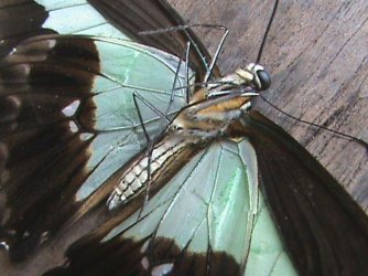 Papilio phorcas phorcas Cramer 1777 Constanza Michelle Yokadouma Cameroun 12052011 {JPEG}