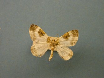 Plemyria rubiginata Collection Levesque Robert {JPEG}