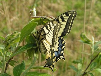Papilio machaon Doucey Roland Terril 39 fosse 5 à Barlin 62620 20 juillet 2007 {JPEG}