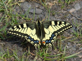 Papilio machaon Seys Brigitte Carvin 62 08052009 {JPEG}