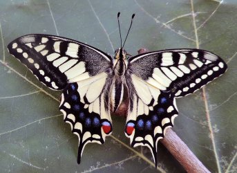 Papilio machaon Toussaint Michel Saint-Pompain 79 22062017 {JPEG}