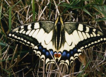 Papilio machaon Le Mao Patrick Duer Sarzeau 56 03091994 {JPEG}