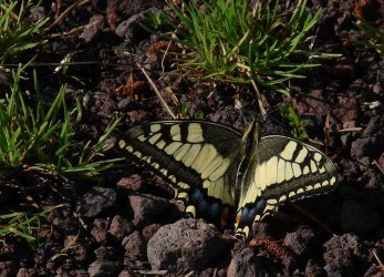 Papilio machaon Tondeur Michèle Lac de Guéry 63 26072009 {JPEG}