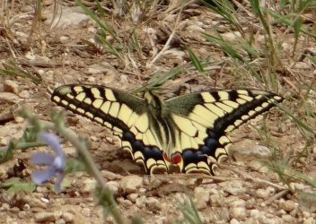 Papilio machaon Allemand Geneviève La Benâte 17 24072013 {JPEG}
