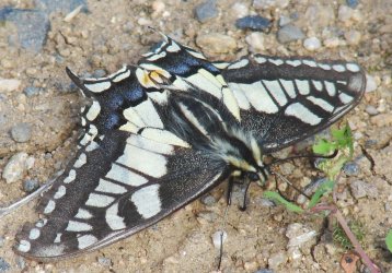 Papilio machaon Porteneuve Jean-Jacques Brioude 43 12052007 {JPEG}