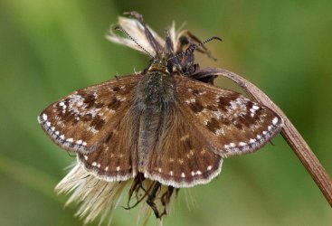 Erynnis tages Dereix Pascal Combiers 16 10092017 {JPEG}
