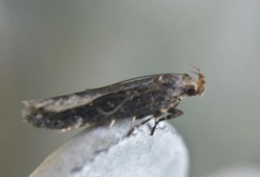 Monochroa melagonella Teulier Emilien Albias 82 05092013 {JPEG}