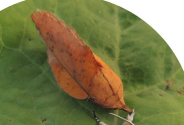 Gastropacha populifolia Toussaint Michel (La Garette) Sansais 79 13082016 {JPEG}