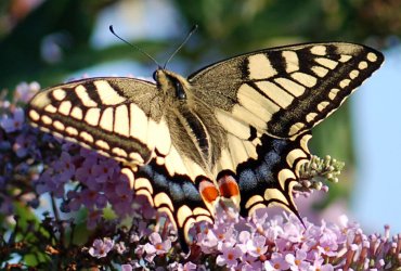 Papilio machaon Cazaux Henri Luquet 65 10/09/2009 {JPEG}