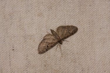 Eupithecia virgaureata Roques Olivier Saint-Sornin 17 24082016 {JPEG}
