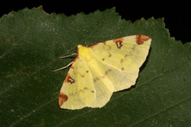 Opisthograptis luteolata Roques Olivier Bords 17 01082015 {JPEG}