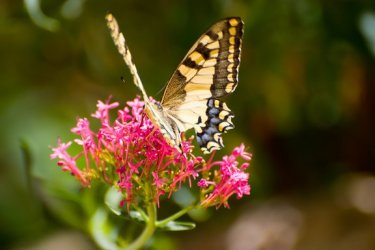 Papilio machaon Bouvier Yves Flayosc 83 10082008 {JPEG}