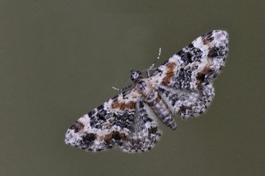 Eupithecia pulchellata Villatte Raymond Thouron 87 28062012 {JPEG}
