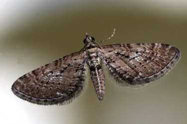 Eupithecia scopariata Villatte Raymond Limoges 87 09062013 {JPEG}