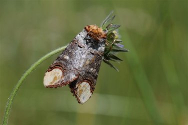 Phalera bucephala Philippe Toussaint Torgny Belgique 25052011 {JPEG}