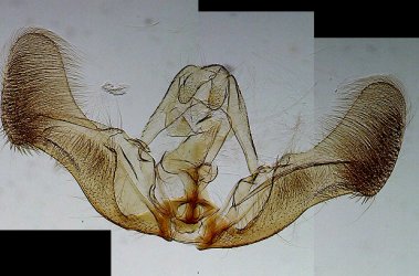 Eucosma cana mâle AC7600 {JPEG}