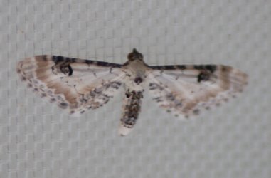 Eupithecia centaureata Huberson Sophie Vaux sur Mer 17 13092016 {JPEG}