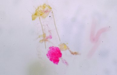Emmelina monodactyla femelle AG-382 Guyonnet Antoine Amuré 79 24072020 {JPEG}