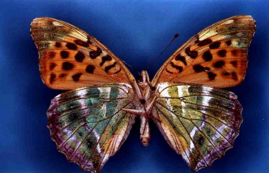 Argynnis paphia Collection Levesque Robert {JPEG}